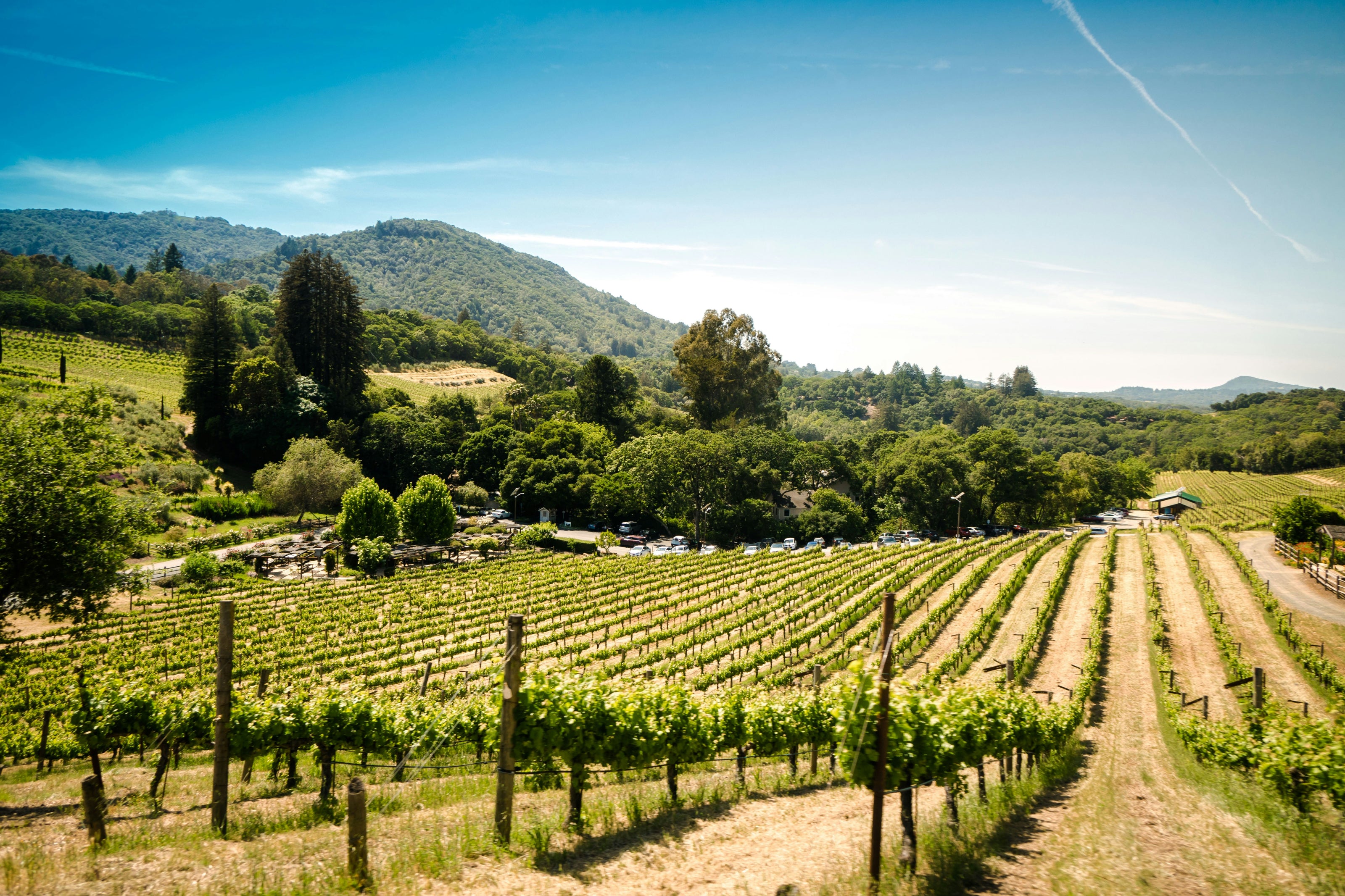 Sonoma California vineyard with rows of grapevines under a clear blue sky